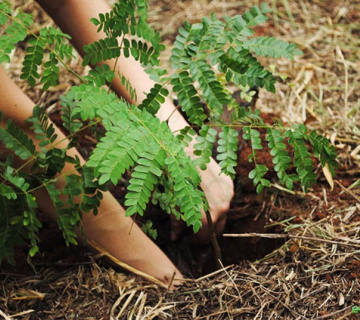 Plantio2019-360x320-911bf17c968624ee92d52ee14d43083b Environmental Responsibility