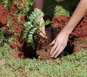 Plantio2019.2-360x320-08757792e61cd9ada6f148acf3da84b9 Environmental Responsibility