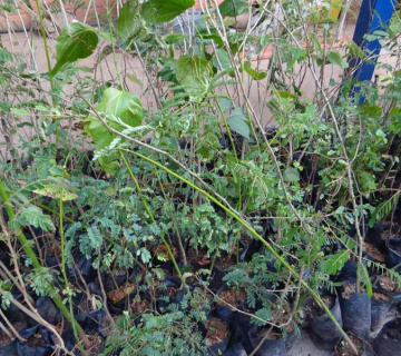 mudas-1-360x320-3c8f63eb5f598a6a047099ace031e03e Environmental Responsibility